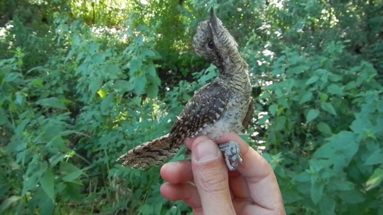 Torcicollo