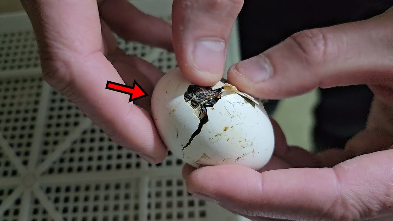 부화 직 전에 알을 쪼깨보니....!?!헐 대박!심쿵주의하세요ㅠㅠ