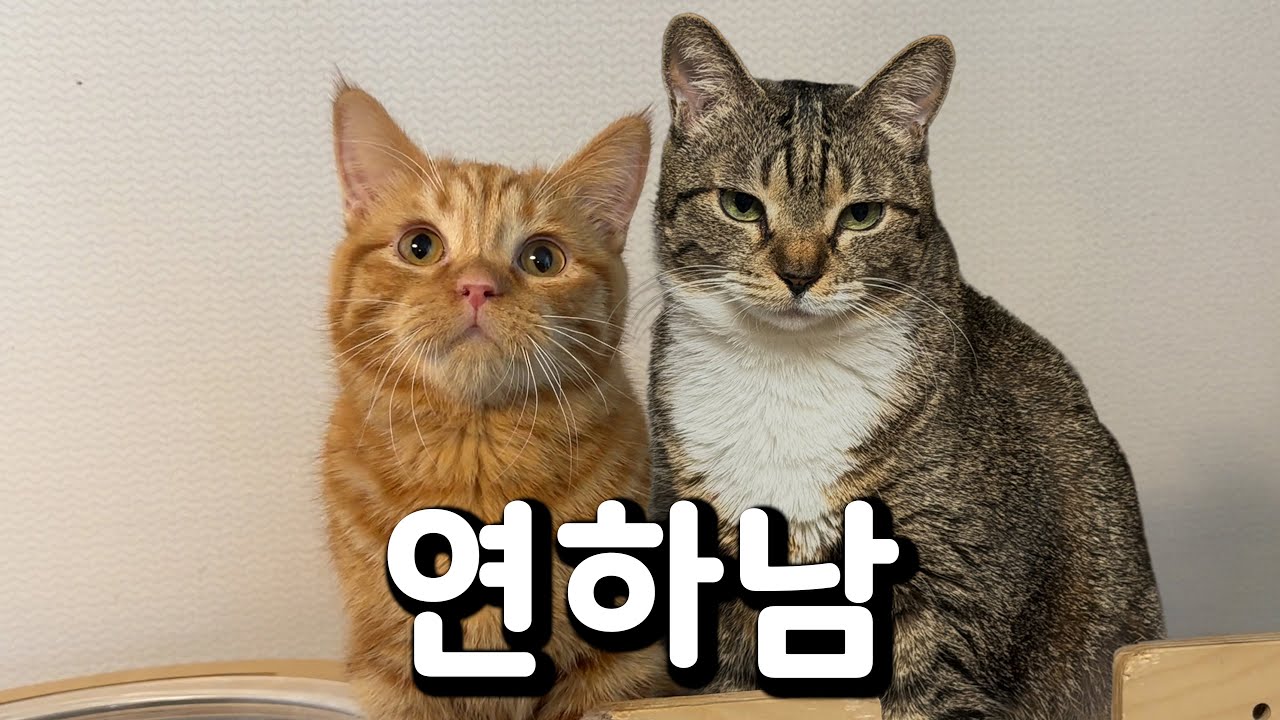 묘태솔로 고양이 결혼 프로젝트