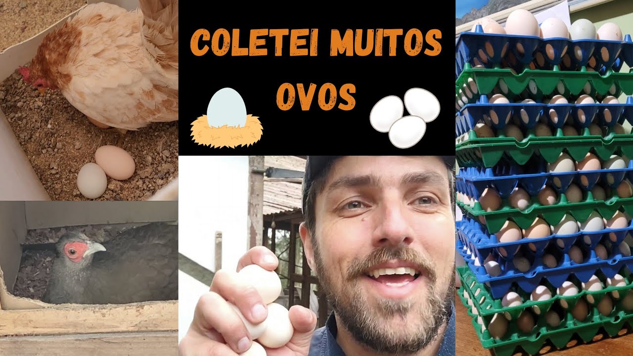 RECOLHENDO muitos OVOS das nossas aves | Sítio 5 Irmãos