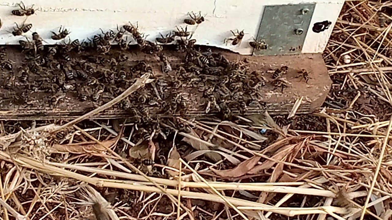كيف يبني النحل🐝 الشمع الاساس  طول العام واجوبة اخرى مهمة وسريعة للمبتدئين في تربية النحل 🐝🐝🐝🐝