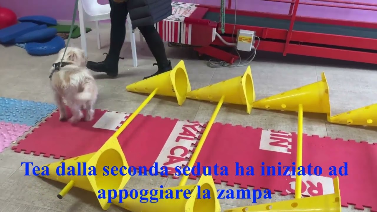 Terapia conservativa in cane con crociato rotto - Fisioterapia Veterinaria Pisa®