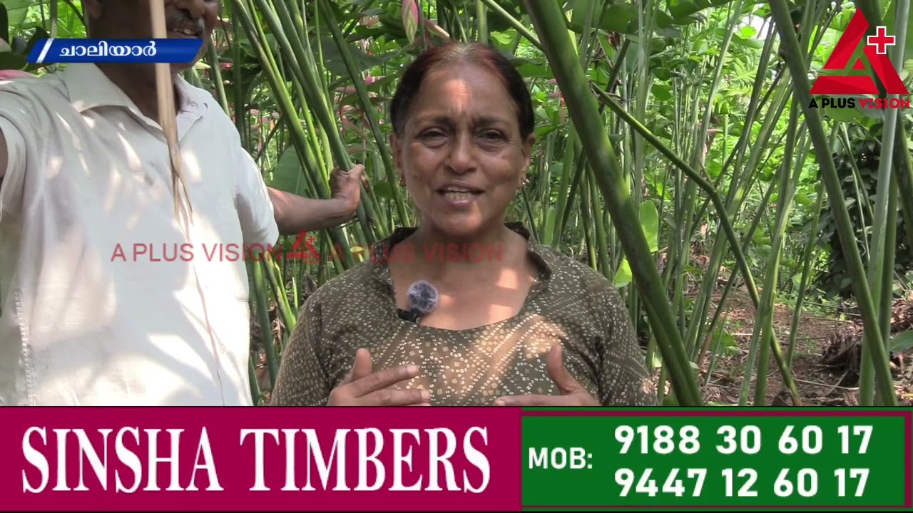 പച്ചപ്പിൽ പുതഞ്ഞ് ജേക്കബിൻ്റെ കൃഷിയിടം.. കാണാം ചാലിയാർ വൈലാശ്ശേരിയിലെ ഒരു കാർഷിക സർവകലാശാല....