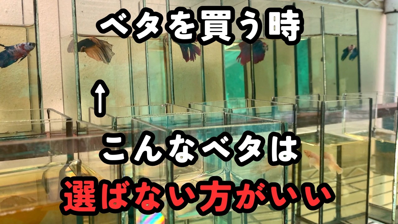 ベタを買う時に「選ばない方がいい」個体の特徴｜反応と泳ぎを見てください