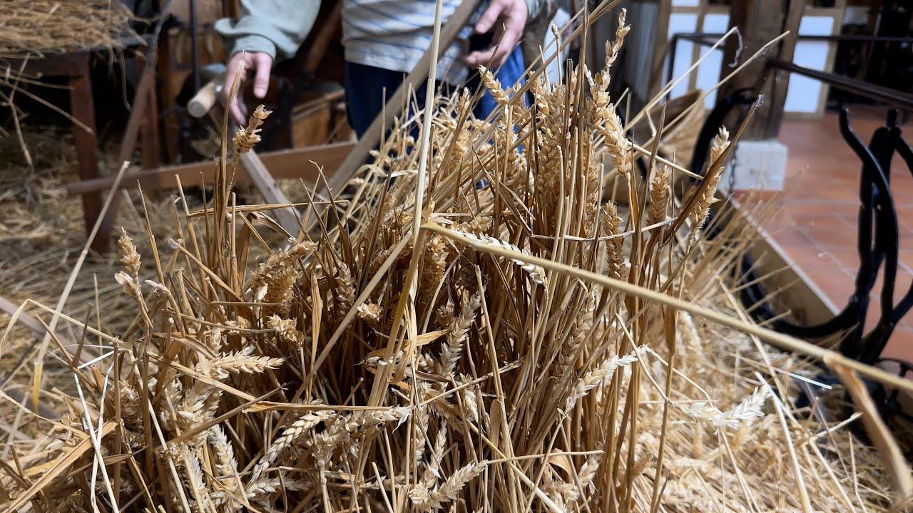 Une fête de la moisson pour transmettre l’histoire agricole