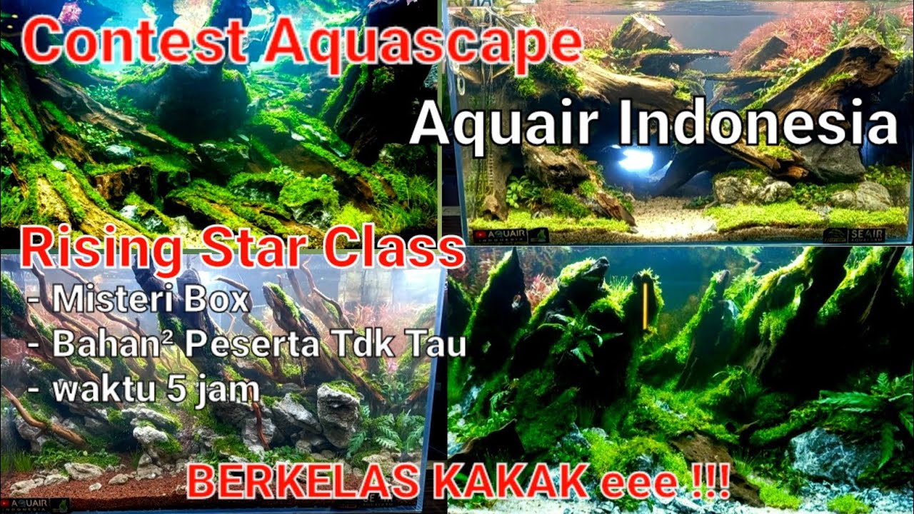 #85 Contest Aquascape Aquair Indonesia |Rising Star Class | Box Misteri