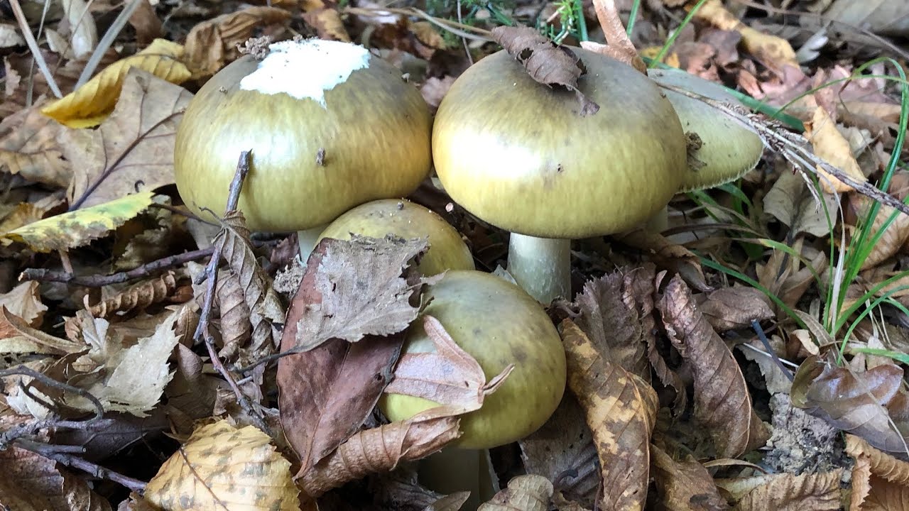 Her mantar avcısı bu mantarı tanımalı! Amanita phalloides - Köygöçüren mantarı