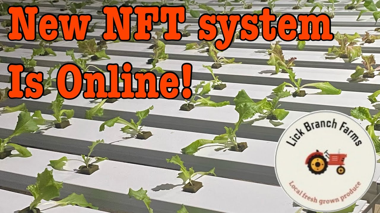 New NFT system online and in production | Crop King NFT trays