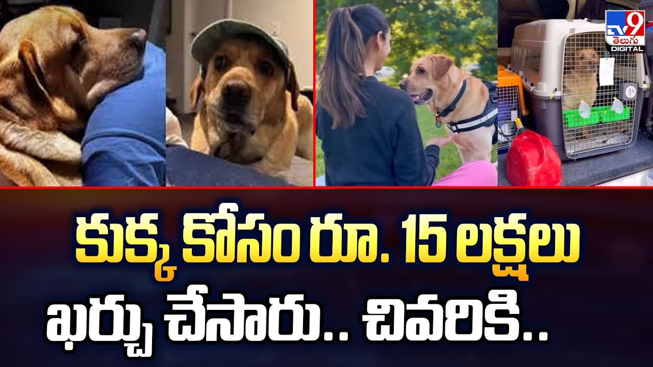 Indian Couple Spends 16 Lakhs on Pet Dog : కుక్క కోసం రూ. 15 లక్షలు ఖర్చు చేసారు.. చివరికి..  - TV9