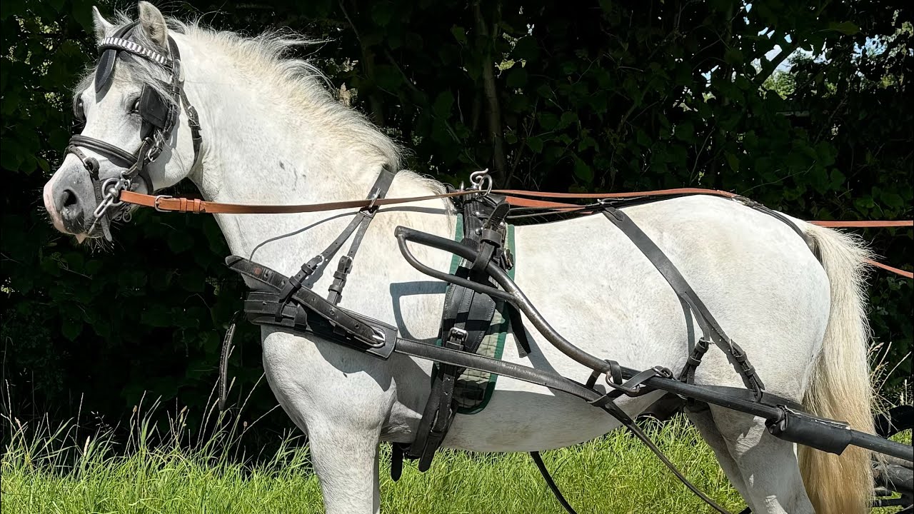 Fahrpony zum Verkauf