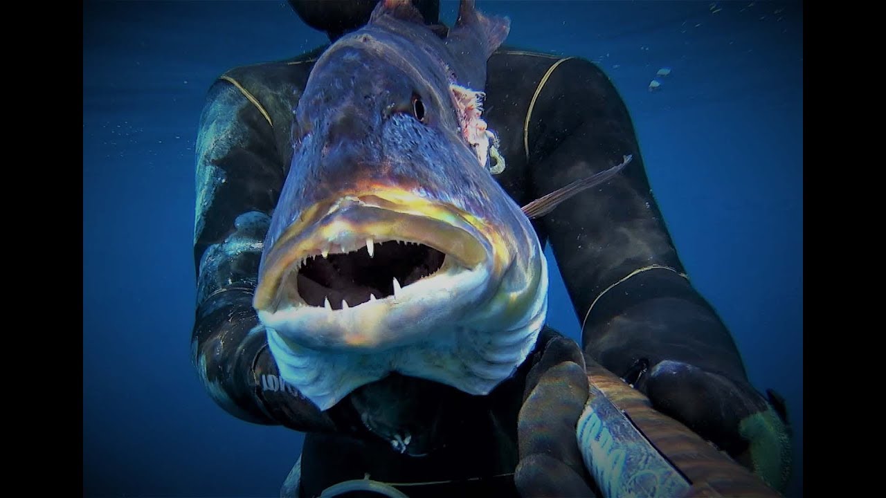 Huge Dentex 7.5 Kg / Denticione XL by monkeysub & Calibro 12