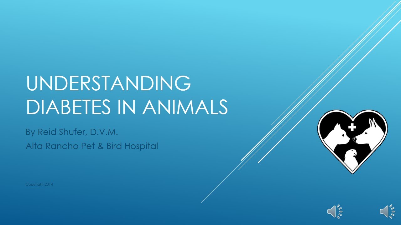 Understanding Diabetes in Dogs and Cats