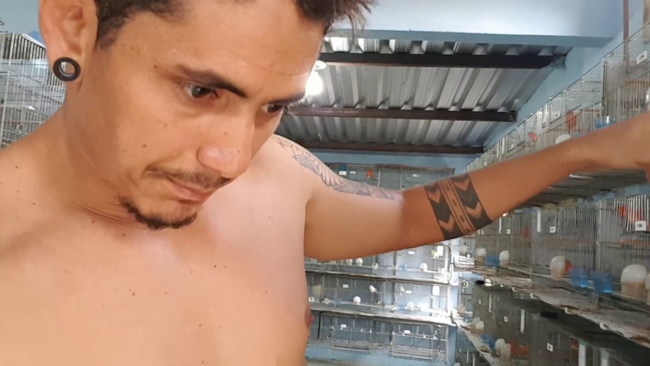 MUDA DE PENAS NOS CANÁRIOS É UM  PERIGO