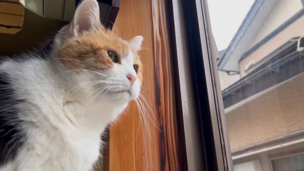 【三毛猫】忙しい朝のミケ（2026年3月8日）