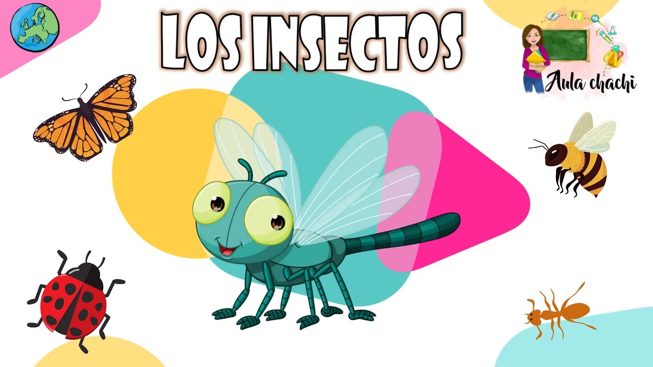 Los insectos | Aula chachi - Vídeos educativos para niños
