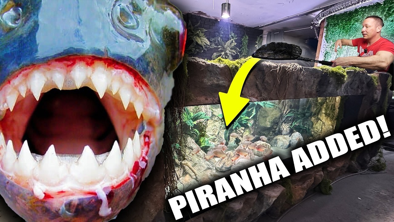 PIRANHA ADDED TO 2,000G AQUARIUM!!