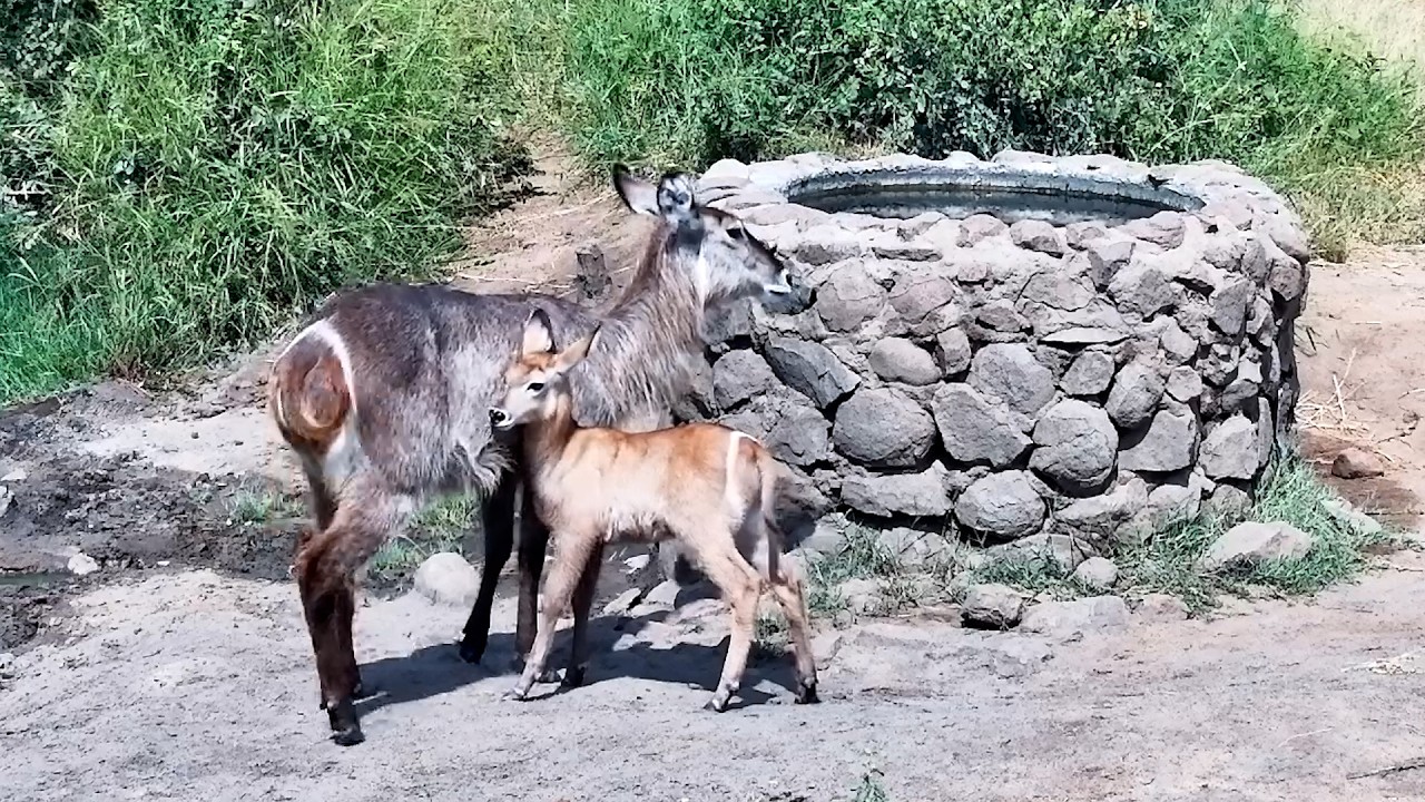 Tiny Waterbuck Learns the Waterhole Rules