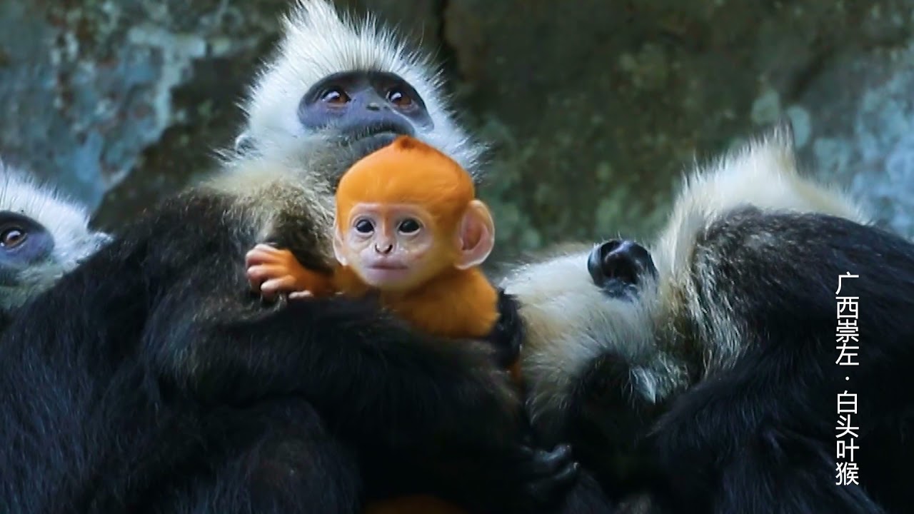 white-headed langur in Guangxi