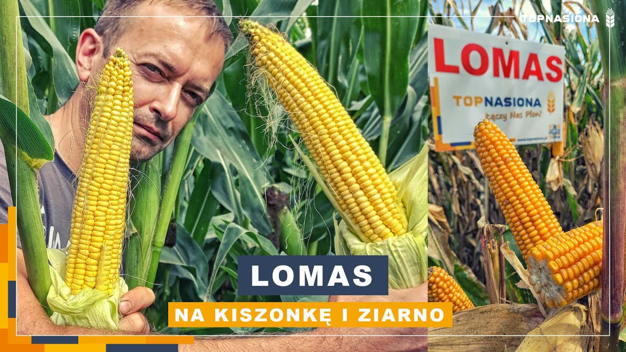 🌽 LOMAS - Na kiszonkę wysokiej jakości i ziarno | Top Nasiona