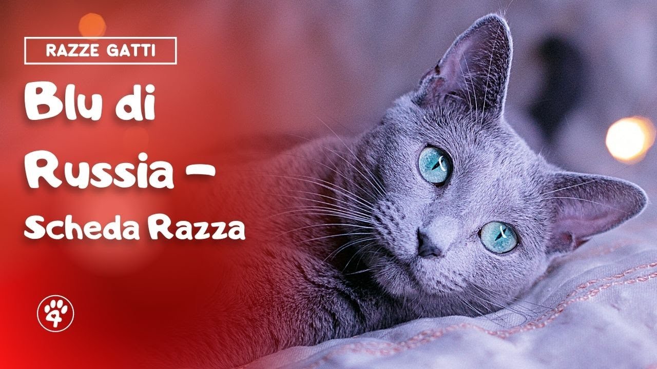 Blu di russia - Scheda Razza | Amoreaquattrozampe.it