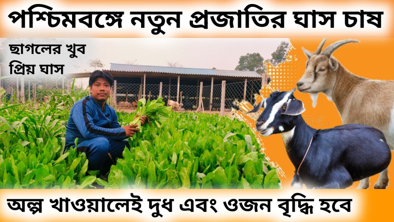 ছাগলের পুষ্টিকর কাঁচা খাবার |পশ্চিমবঙ্গে নতুন প্রজাতির ঘাস চাষ | chicklet grass cultivation for goat