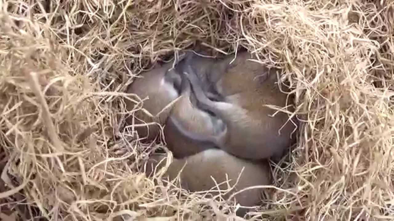 Baby Meadow Voles 2015
