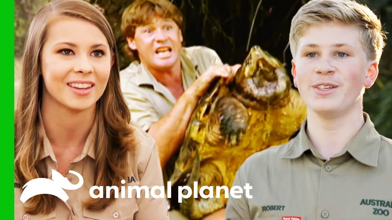 Incredible Animal Moments From Season 1 of Crikey! It's The Irwins (Compilation)
