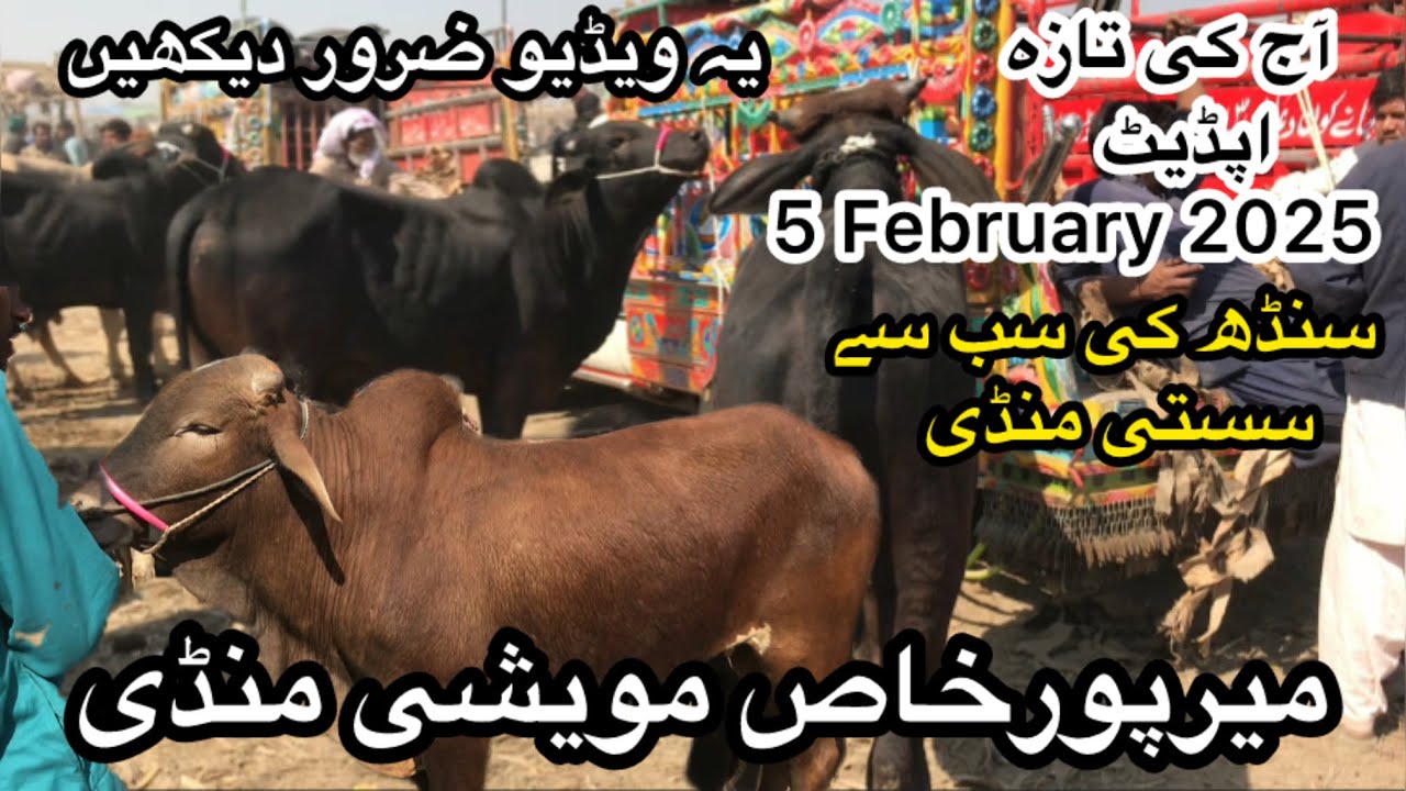 Mirpurkhas Cow Mandi latest update 5 February 2025 || cow Mandi 2025