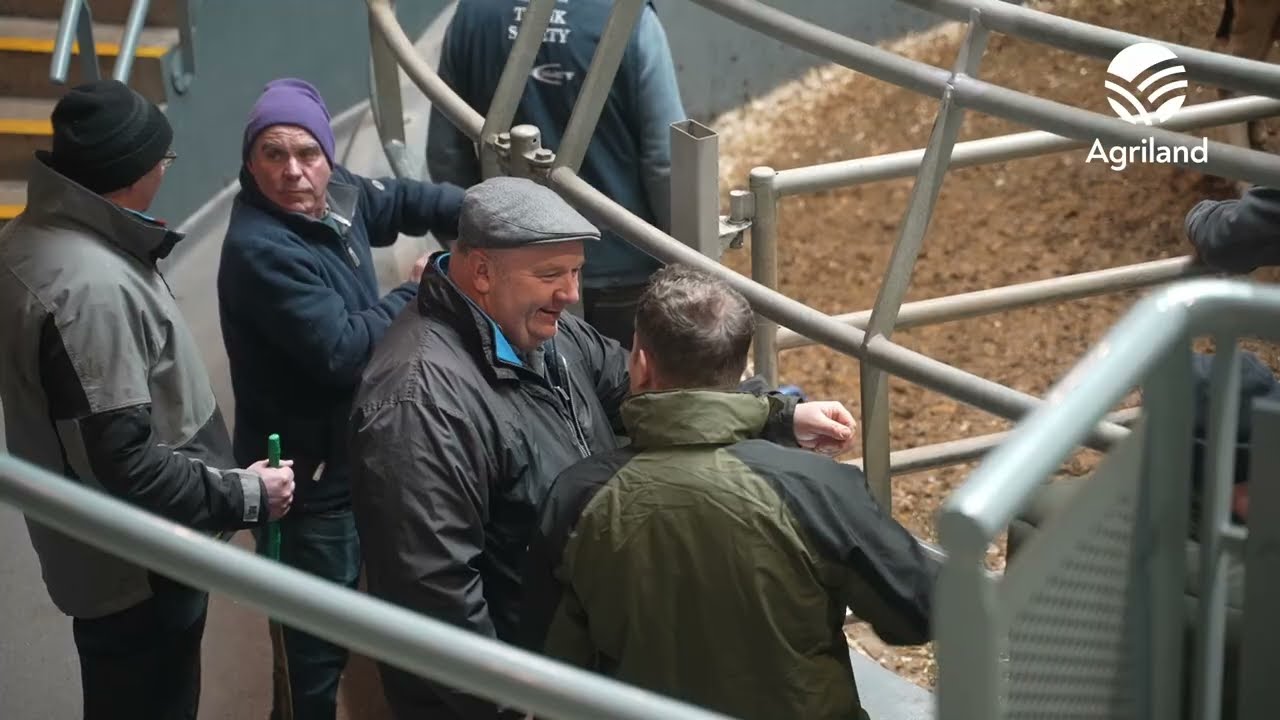 Domestic trade driving dairy prices in Corrin Mart