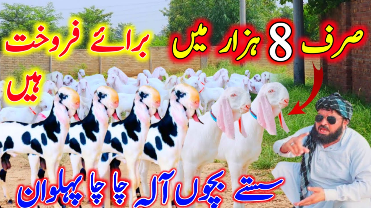 صرف 8 ہزار میں براۓ فروخت ہیں مکمل اپڈیٹ دیکھ March 7, 2026 ویڈیو سچ پہ مبنی ہے 