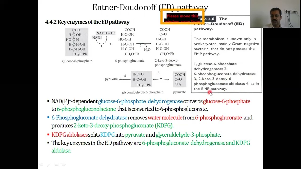 E D pathway