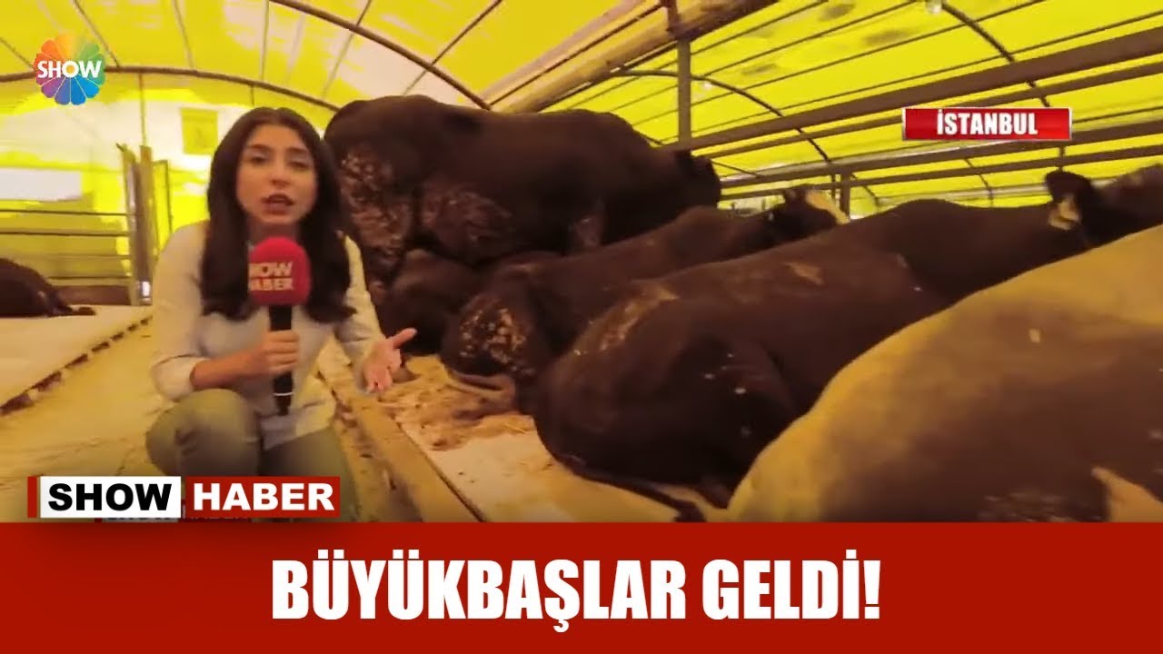 Büyükbaşlar geldi!