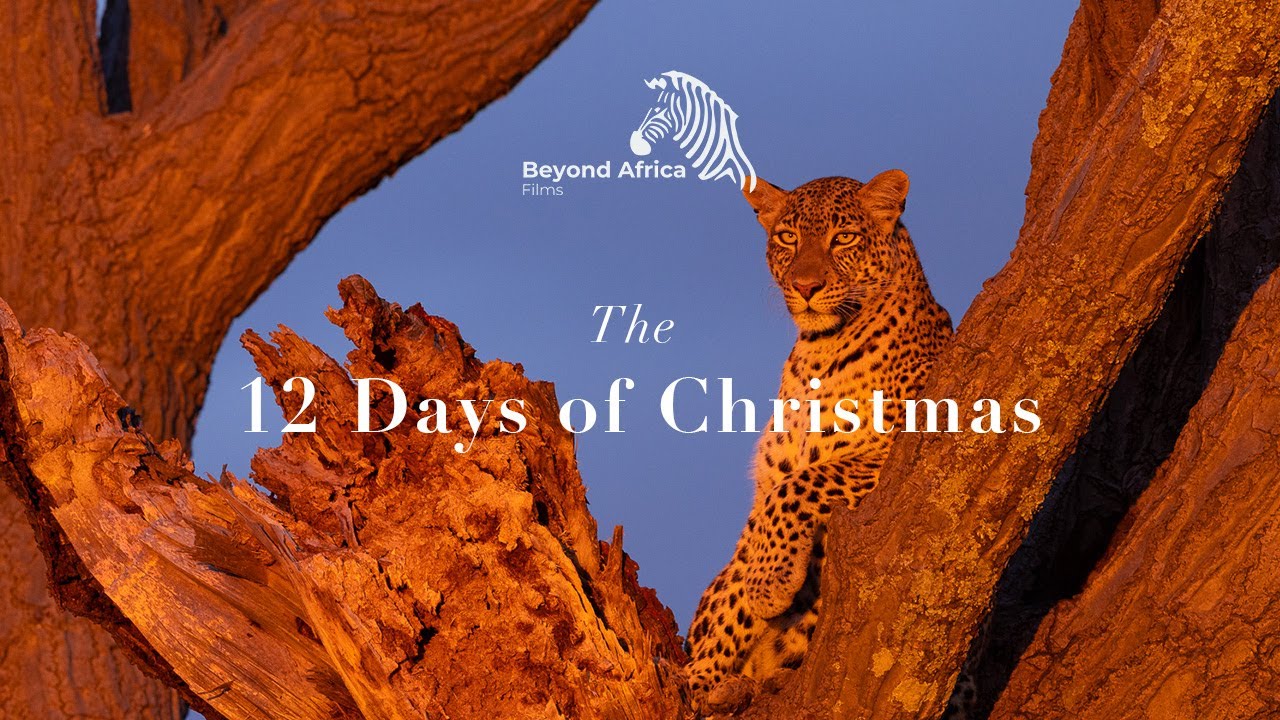 12 Days of Christmas @KichecheCamps