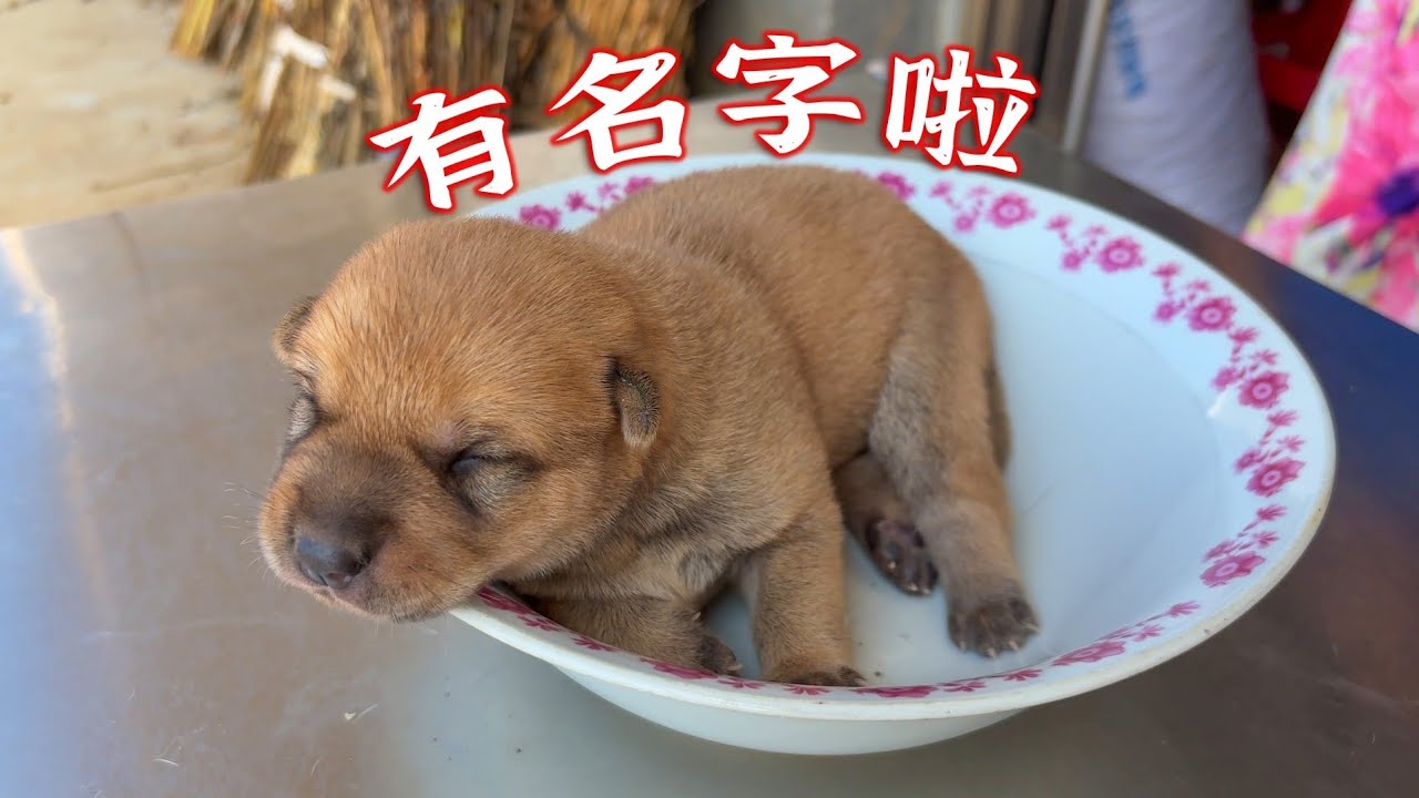 先给这个家伙起个名字吧