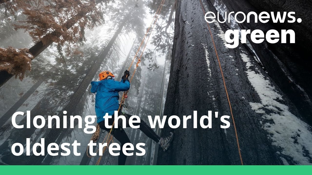 This NGO is cloning the world's oldest trees to tackle climate change