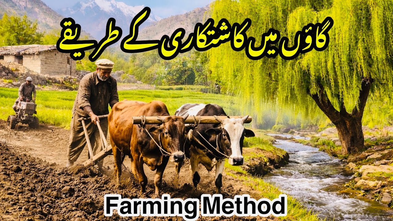 Traditional vs Modern Farming in Gilgit Baltistan | Mountain Village Life