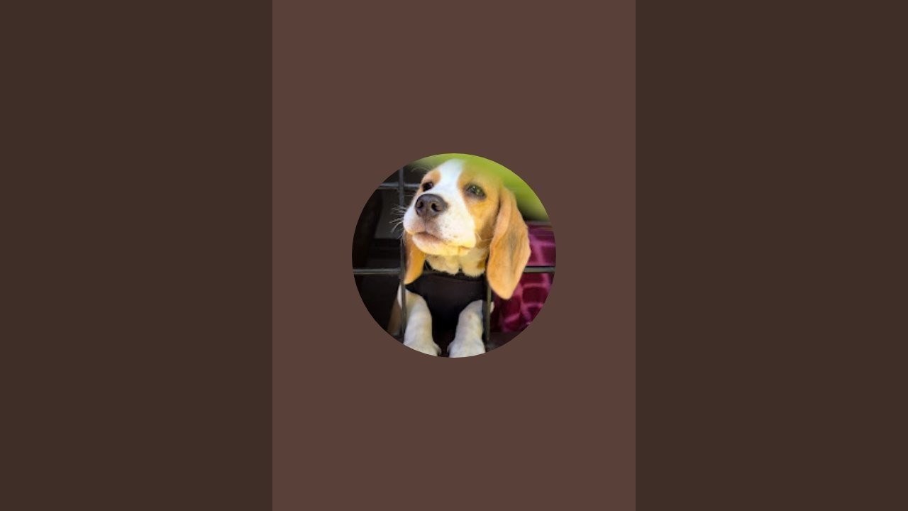 Caesar - The Beagle is live