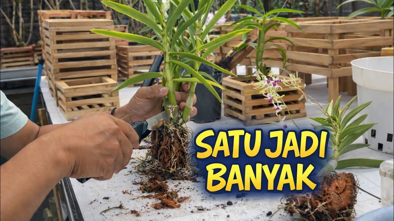 Tutorial Split Anggrek: Satu Tanaman Jadi Banyak