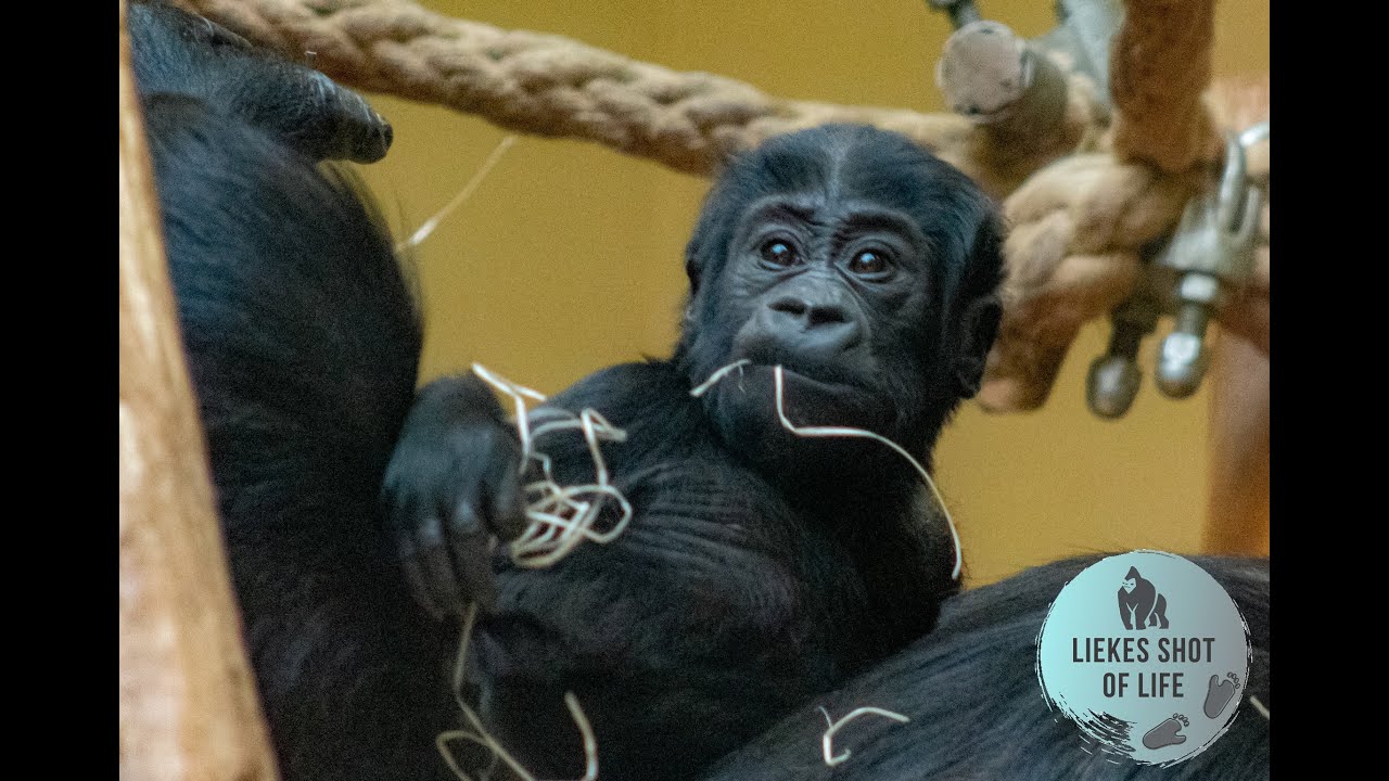 GORILLA BABY SANTU LEARNING HOW TO WALK AND CLIMB