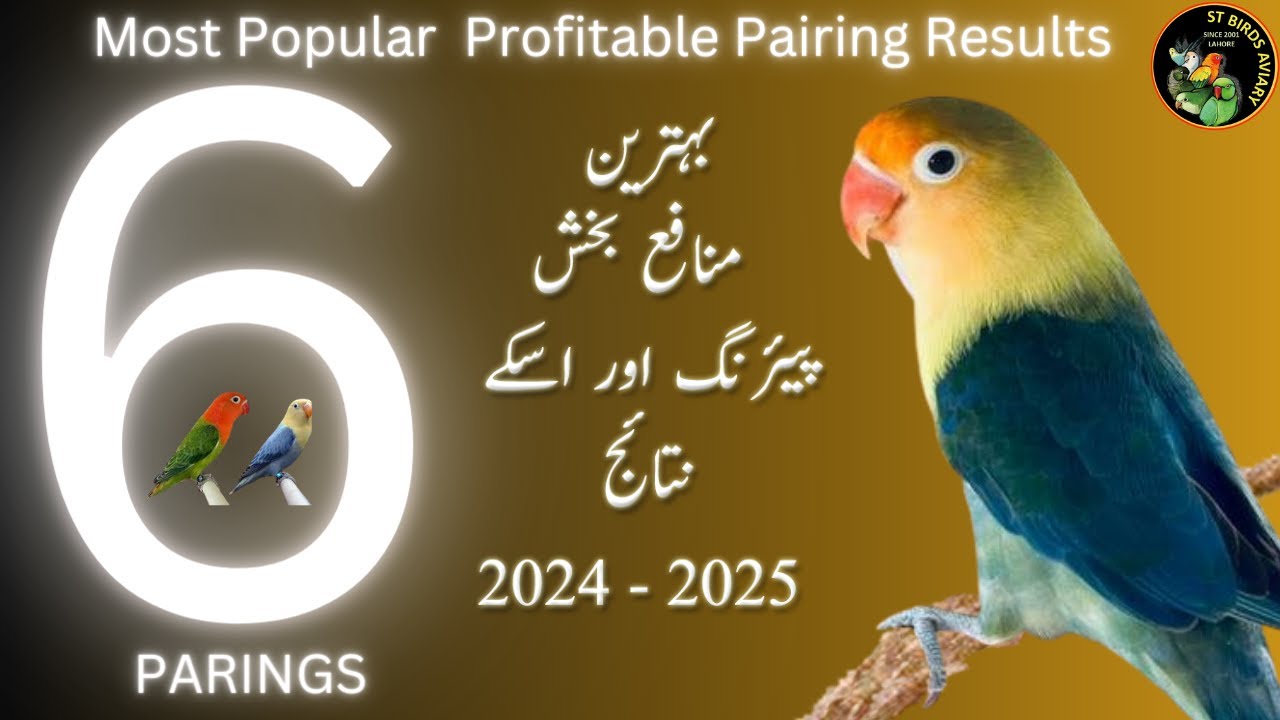 6 best profitable pairing of lovebirds 2024 || Best Lovebird Pairing Results|| Best Pairing 2024-25