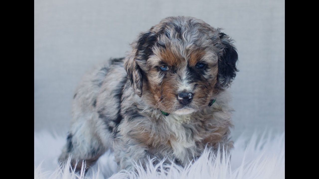 Mini Bernedoodle Puppies for Sale