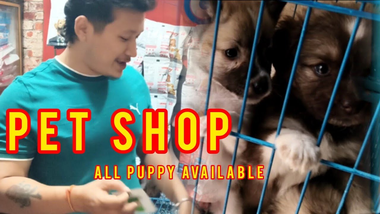 Guwahati Pet Shop Culture spitz reteover Available 2026 Pet paradise 