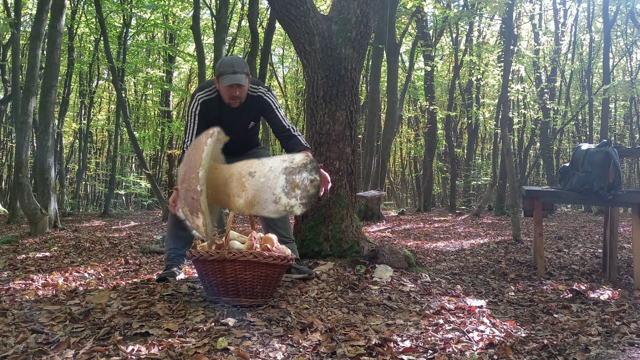 Гриби Гіганти неВЛАЗЯТЬ в Кошик 🧺 що не дерево то Гриб 🍄‍🟫 Всюди Осіні Білі Гриби 🍄‍🟫