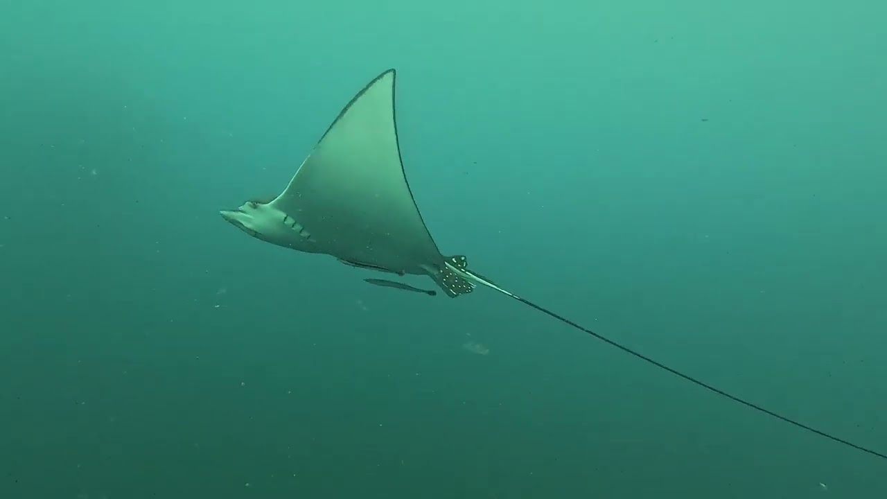 Scuba dive Wonder reef and Scottish Prince Feb 2026