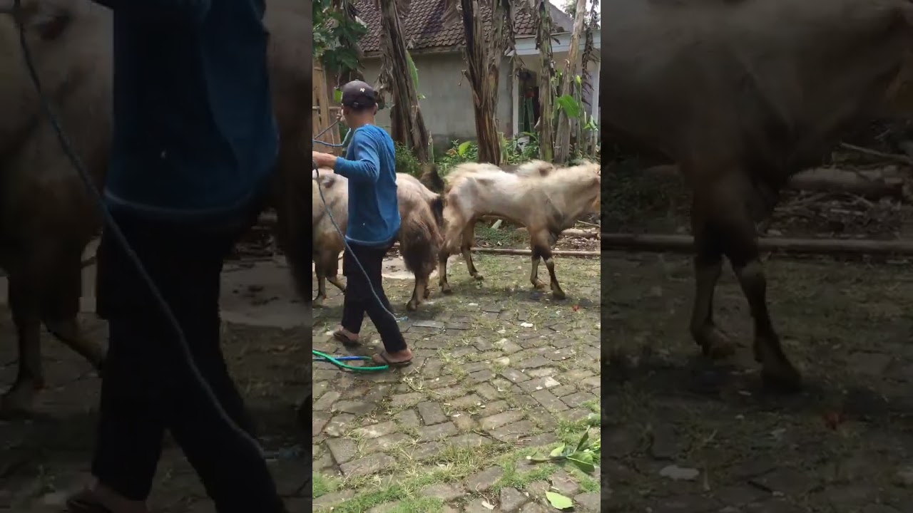 Pejantan Senduro dan Jawa randu#pejantan#senduro#bakra #kambing