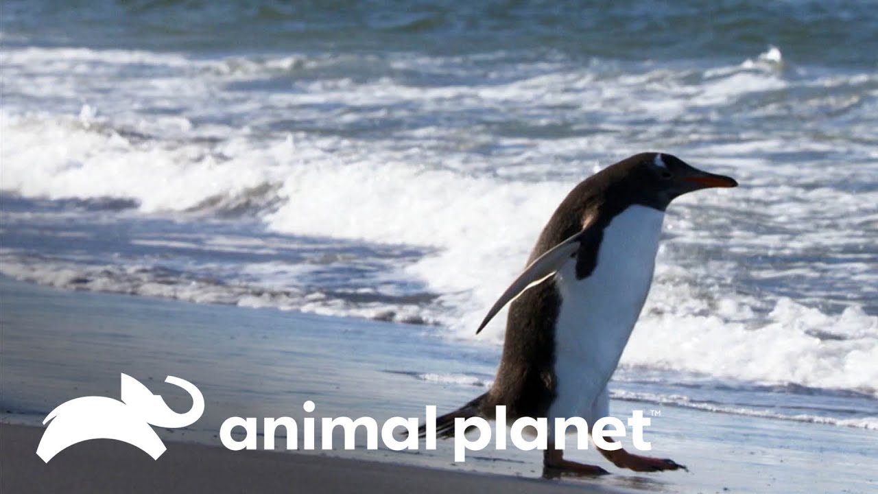 Caça praticada por espécies marinhas | Lei da sobrevivência | Animal Planet Brasil