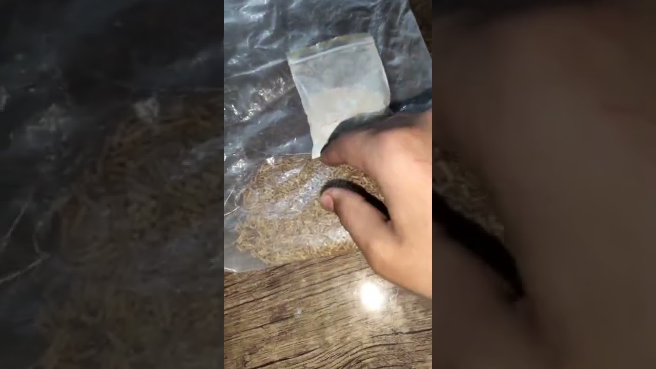 بزرگ کردن جوجه بلبل خرمایی