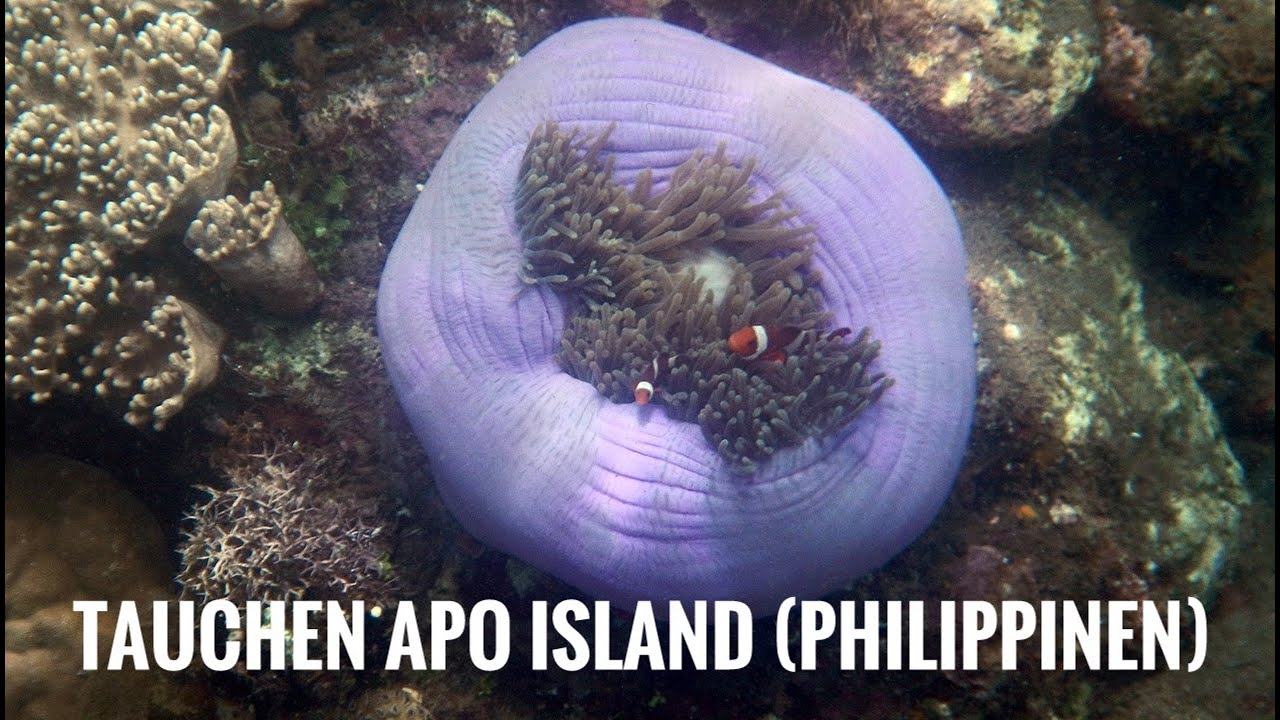 Tauchvideo Apo Island, Dauin (Philippinen)