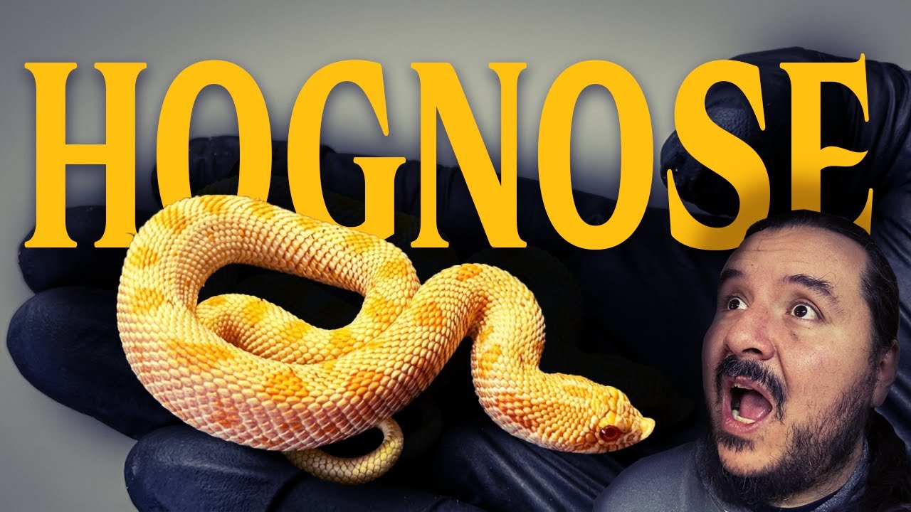 El único criadero de nariz de cerdo en México