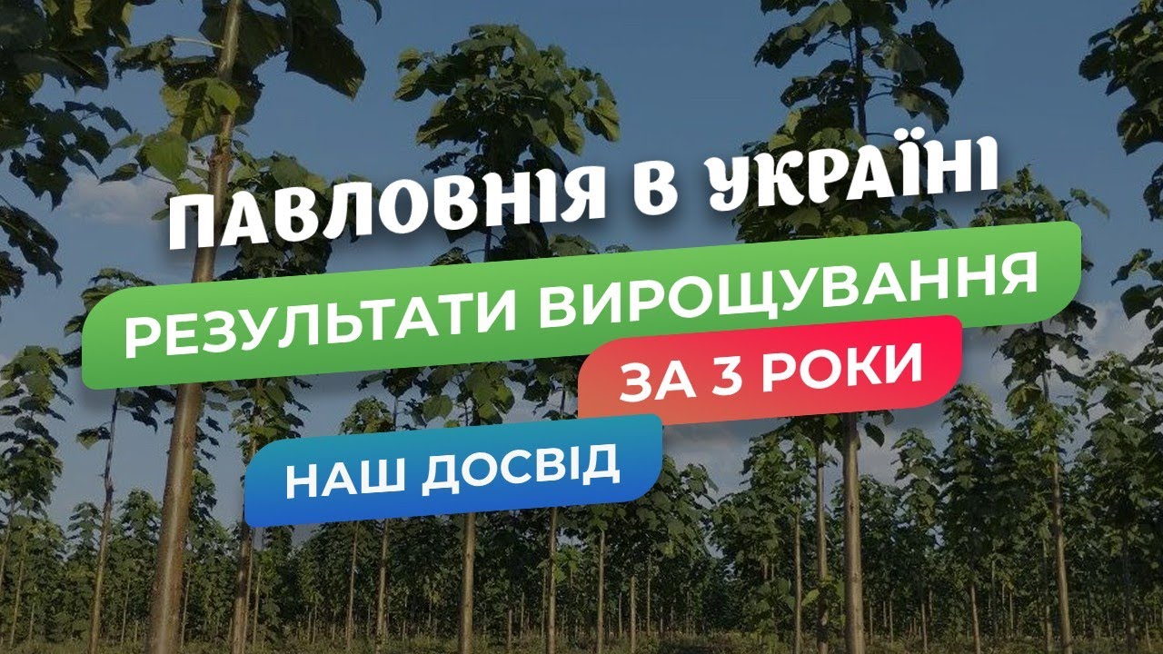 Павловнія в Україні. Результати роботи за три роки.